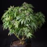 Семена ганжа Sour Mango feminised Ganja Seeds Семена ганжа Sour Mango feminised Ganja Seeds