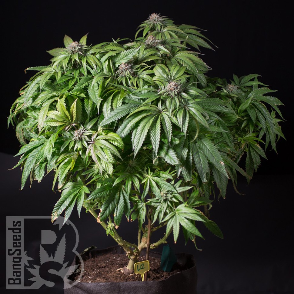 Семена ганжа Sour Mango feminised Ganja Seeds