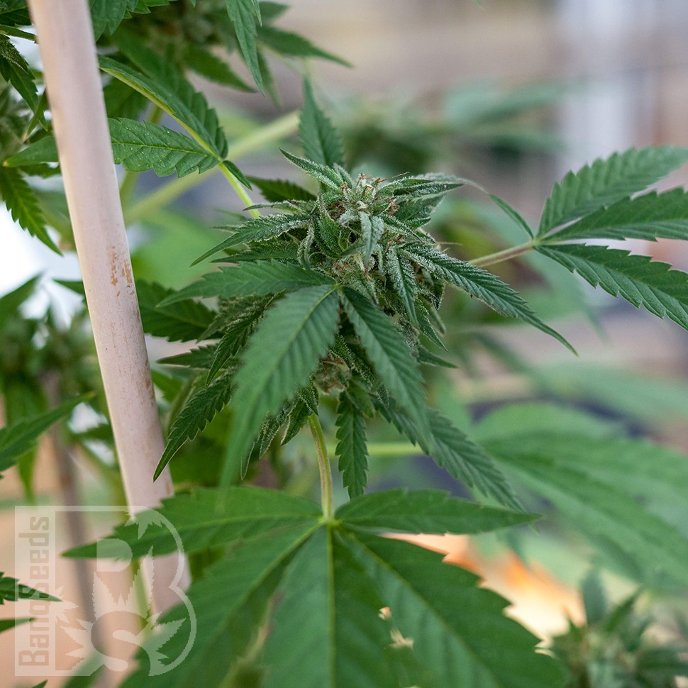 Семена ганжа Sour Mango feminised Ganja Seeds Семена ганжа Sour Mango feminised Ganja Seeds