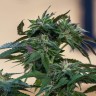 Семена ганжа Sour Mango feminised Ganja Seeds Семена ганжа Sour Mango feminised Ganja Seeds