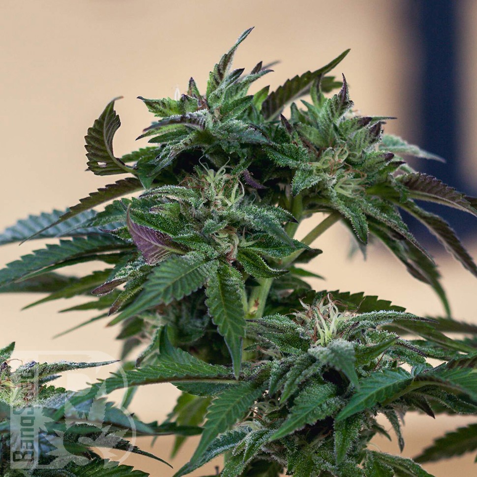 Семена ганжа Sour Mango feminised Ganja Seeds Семена ганжа Sour Mango feminised Ganja Seeds