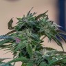 Семена ганжа Sour Mango feminised Ganja Seeds Семена ганжа Sour Mango feminised Ganja Seeds