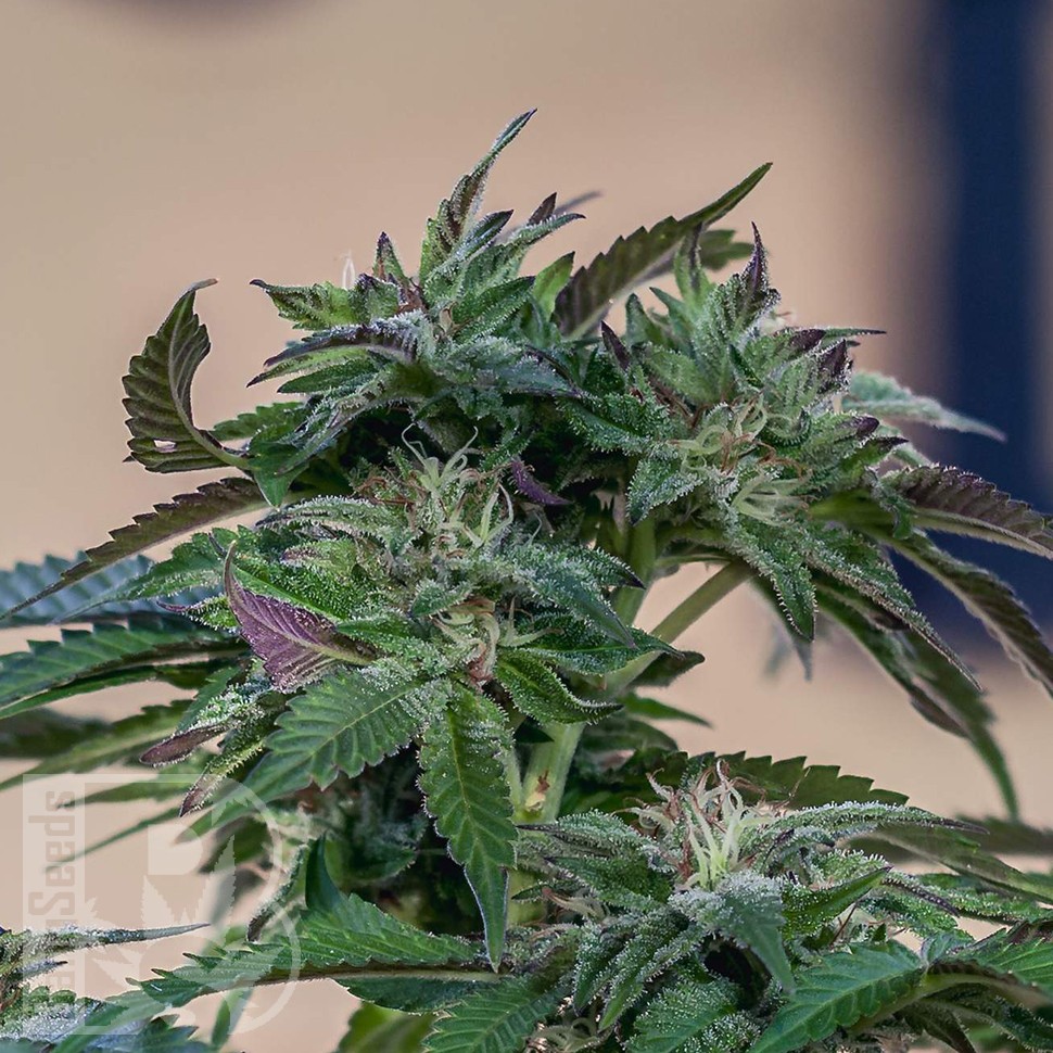 Семена ганжа Sour Mango feminised Ganja Seeds Семена ганжа Sour Mango feminised Ganja Seeds