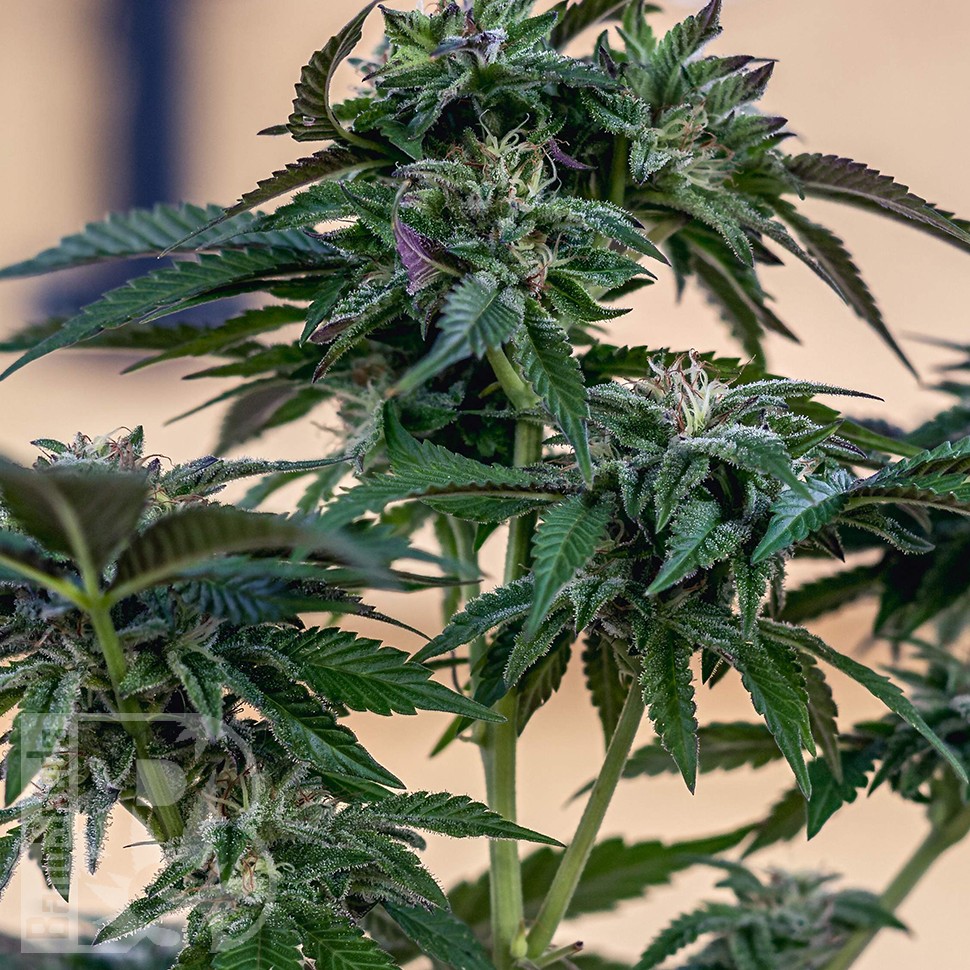 Семена ганжа Sour Mango feminised Ganja Seeds Семена ганжа Sour Mango feminised Ganja Seeds