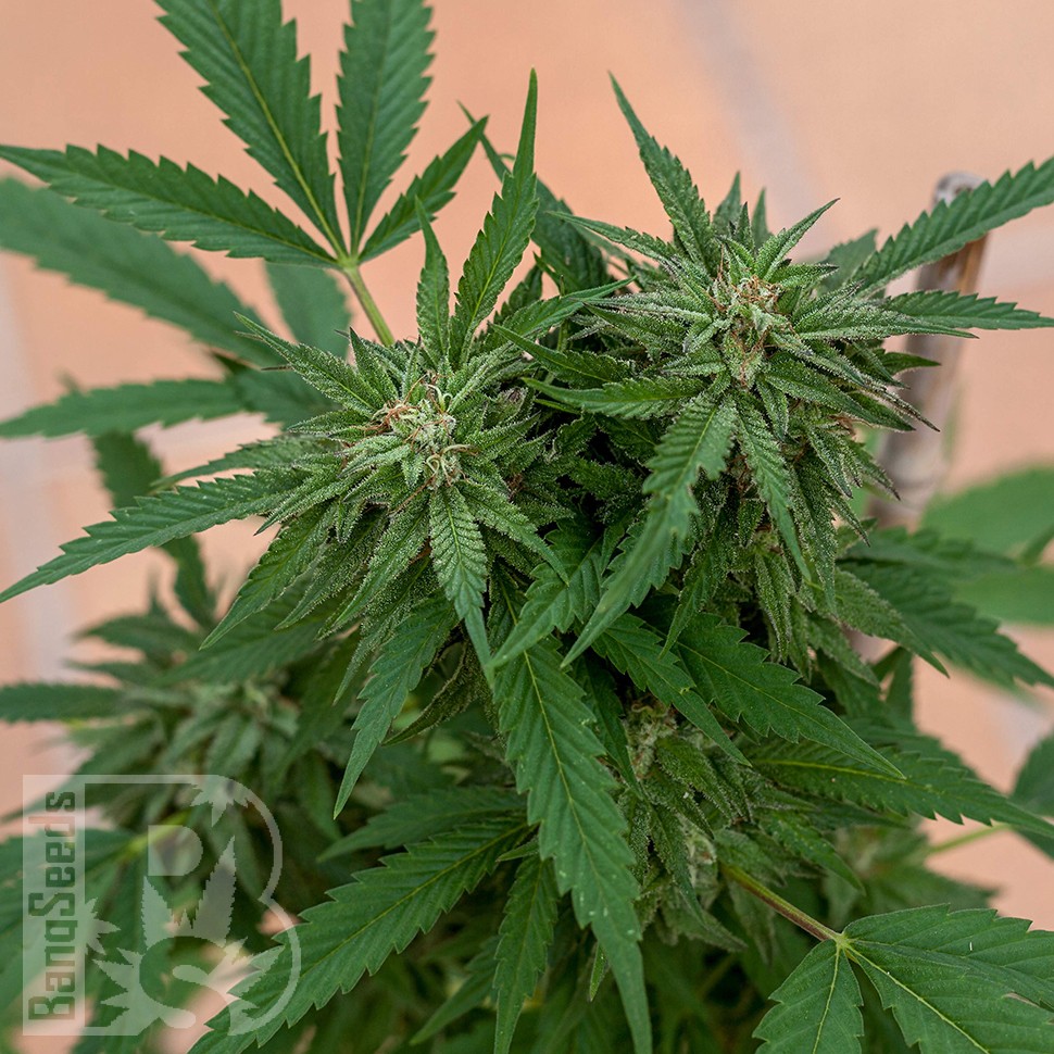Семена ганжа Sour Mango feminised Ganja Seeds Семена ганжа Sour Mango feminised Ganja Seeds