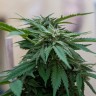Семена ганжа Sour Mango feminised Ganja Seeds Семена ганжа Sour Mango feminised Ganja Seeds