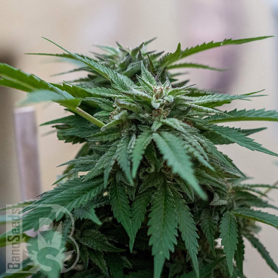 Семена ганжа Sour Mango feminised Ganja Seeds Семена ганжа Sour Mango feminised Ganja Seeds