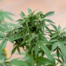 Семена ганжа Sour Mango feminised Ganja Seeds Семена ганжа Sour Mango feminised Ganja Seeds