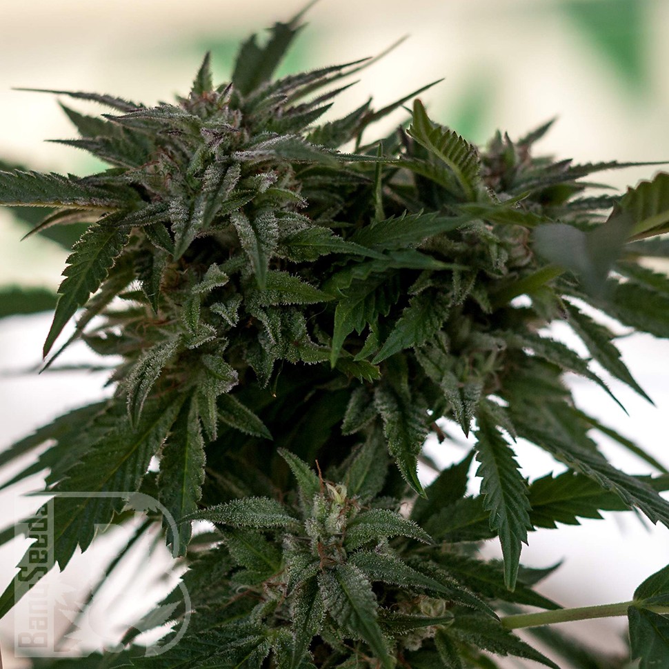 Семена ганжа Sour Mango feminised Ganja Seeds Семена ганжа Sour Mango feminised Ganja Seeds