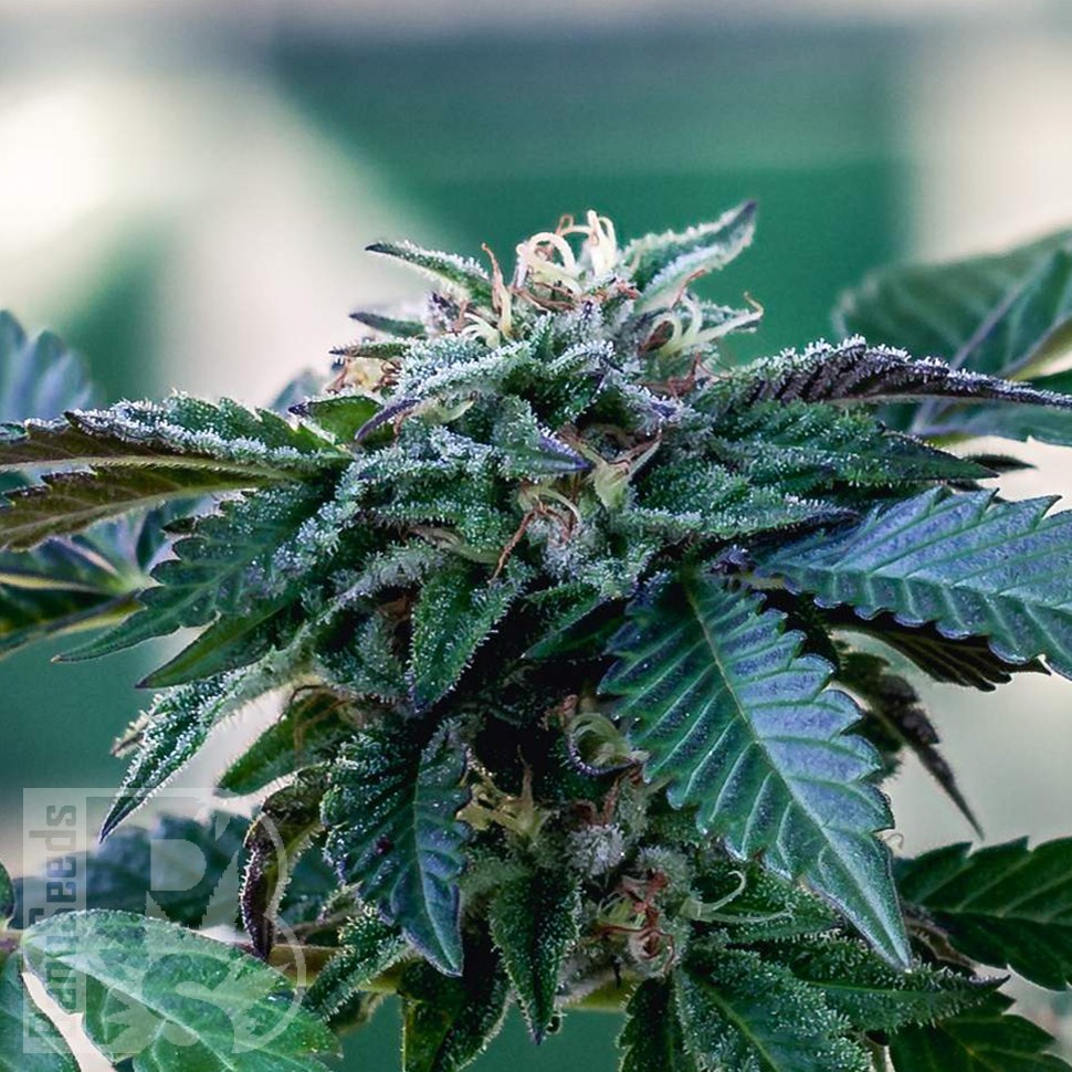 Семена ганжа Sour Mango feminised Ganja Seeds Семена ганжа Sour Mango feminised Ganja Seeds
