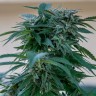 Семена ганжа Sour Mango feminised Ganja Seeds Семена ганжа Sour Mango feminised Ganja Seeds