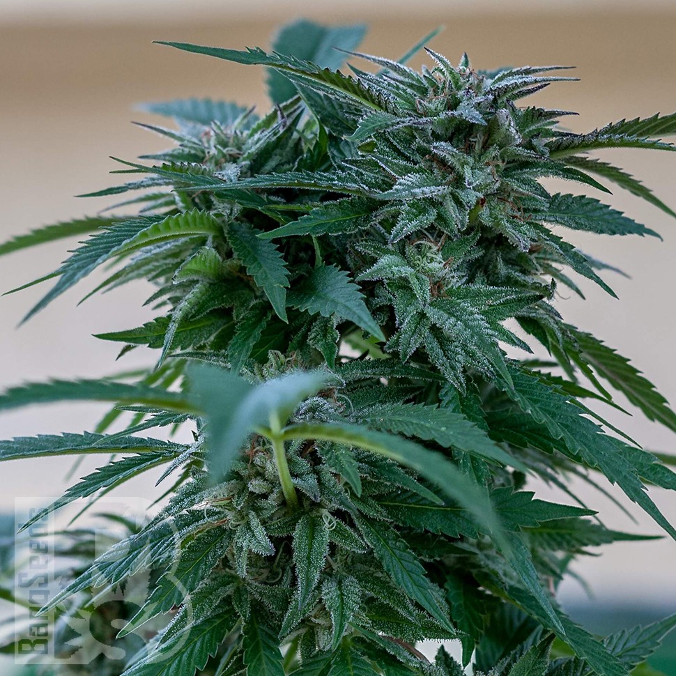 Семена ганжа Sour Mango feminised Ganja Seeds Семена ганжа Sour Mango feminised Ganja Seeds