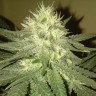 где заказать семена конопли Kings Kush reg где заказать семена конопли Kings Kush reg
