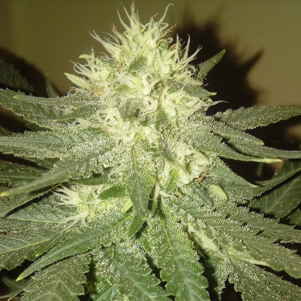 Семена каннабиса Kings Kush regular Ganja Seeds