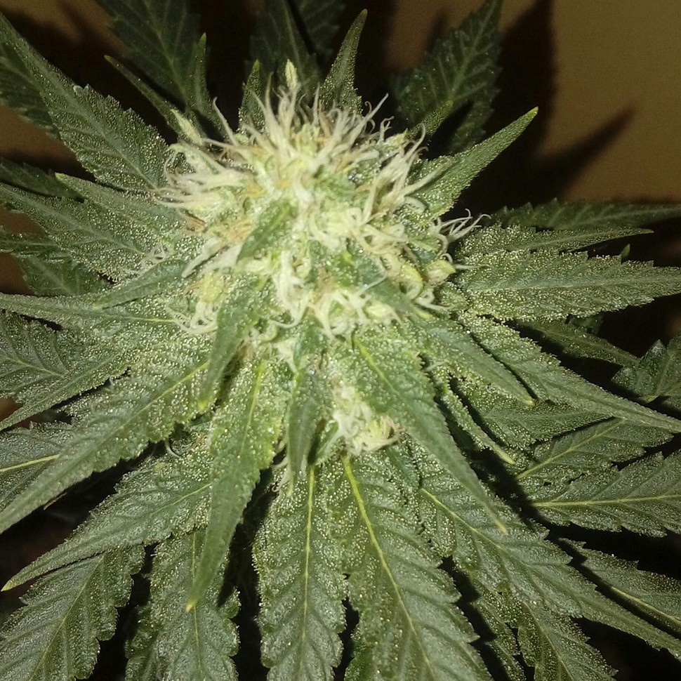 заказать семена конопли наложенным платежом Kings Kush reg заказать семена конопли наложенным платежом Kings Kush reg