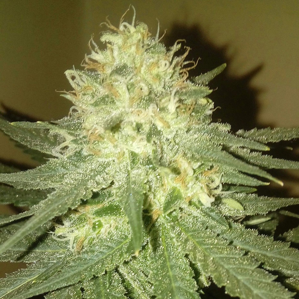 купить семена конопли в интернете Kings Kush reg купить семена конопли в интернете Kings Kush reg