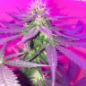 купить семена конопли дешево Kings Kush reg купить семена конопли дешево Kings Kush reg