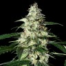 заказать семена конопли Kali Mist feminised заказать семена конопли Kali Mist feminised