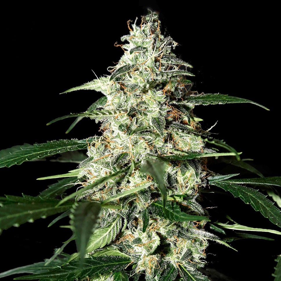 заказать семена конопли Kali Mist feminised заказать семена конопли Kali Mist feminised