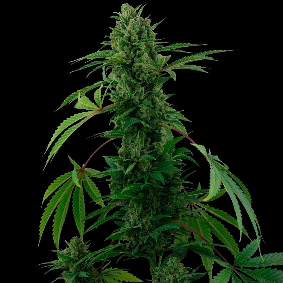 семена конопли Auto Pineapple Express feminised Ganja Seeds семена конопли Auto Pineapple Express feminised Ganja Seeds