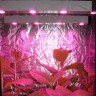 Линейный светодиодный фитосветильник LED Союз 4 для конопли Линейный светодиодный фитосветильник LED Союз 4 для конопли