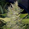 Семена каннабиса Green Poison feminised Ganja Seeds Семена каннабиса Green Poison feminised Ganja Seeds