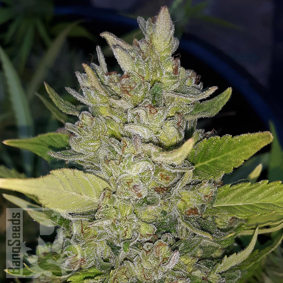 Семена каннабиса Green Poison feminised Ganja Seeds Семена каннабиса Green Poison feminised Ganja Seeds