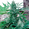 Семена марихуаны Green Poison feminised Ganja Seeds Семена марихуаны Green Poison feminised Ganja Seeds