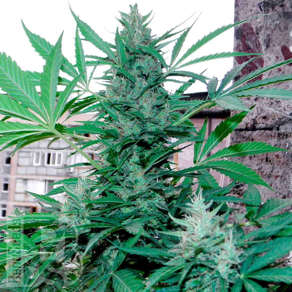 Семена марихуаны Green Poison feminised Ganja Seeds Семена марихуаны Green Poison feminised Ganja Seeds