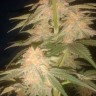 Семена Green Poison feminised Ganja Seeds Семена Green Poison feminised Ganja Seeds