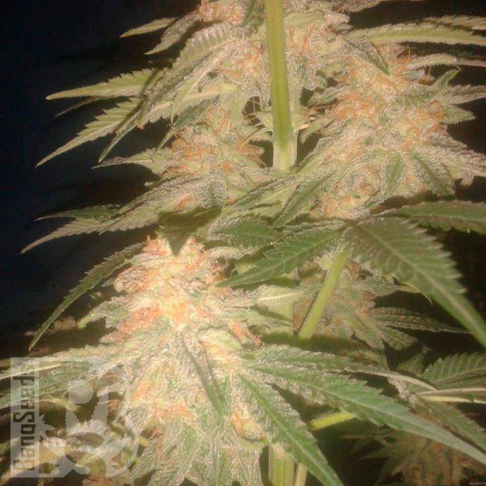 Семена Green Poison feminised Ganja Seeds Семена Green Poison feminised Ganja Seeds