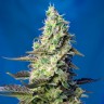 Семена конопли Green Poison feminised Ganja Seeds Семена конопли Green Poison feminised Ganja Seeds