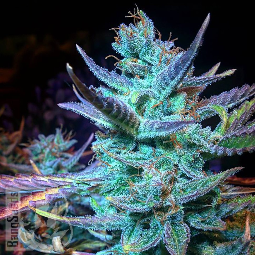 Blue Mango feminised Ganja Seeds Blue Mango feminised Ganja Seeds