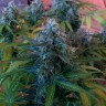 Blue Mango feminised Ganja Seeds Blue Mango feminised Ganja Seeds