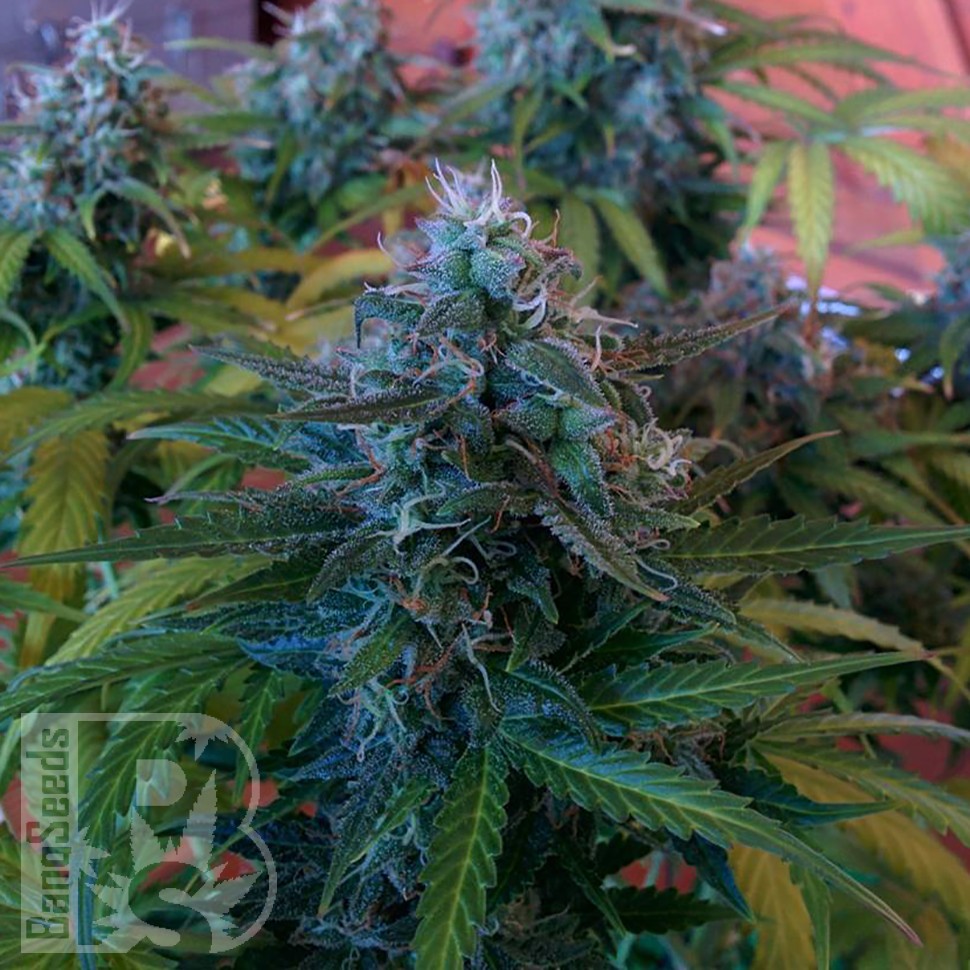 Blue Mango feminised Ganja Seeds Blue Mango feminised Ganja Seeds