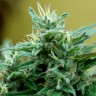 Blue Mango feminised Ganja Seeds Blue Mango feminised Ganja Seeds