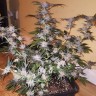 Blue Mango feminised Ganja Seeds Blue Mango feminised Ganja Seeds