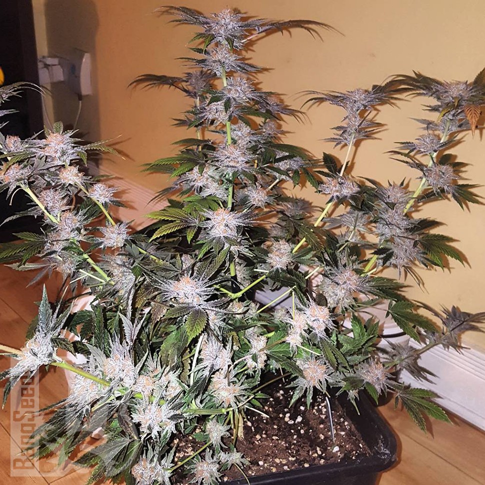Blue Mango feminised Ganja Seeds Blue Mango feminised Ganja Seeds