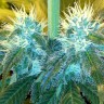 Blue Mango feminised Ganja Seeds Blue Mango feminised Ganja Seeds