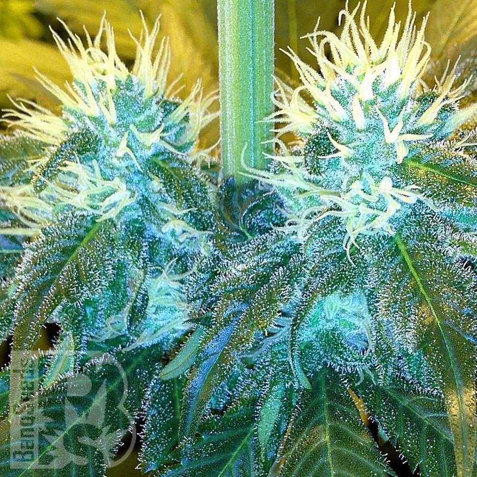 Blue Mango feminised Ganja Seeds Blue Mango feminised Ganja Seeds