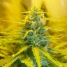 Blue Mango feminised Ganja Seeds Blue Mango feminised Ganja Seeds