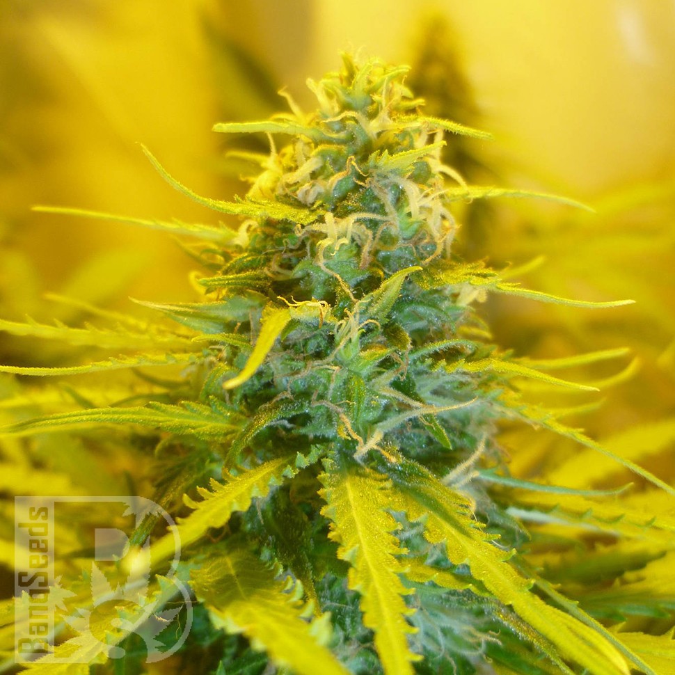Blue Mango feminised Ganja Seeds Blue Mango feminised Ganja Seeds
