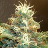 Blue Mango feminised Ganja Seeds Blue Mango feminised Ganja Seeds
