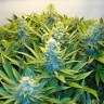 Blue Mango feminised Ganja Seeds Blue Mango feminised Ganja Seeds