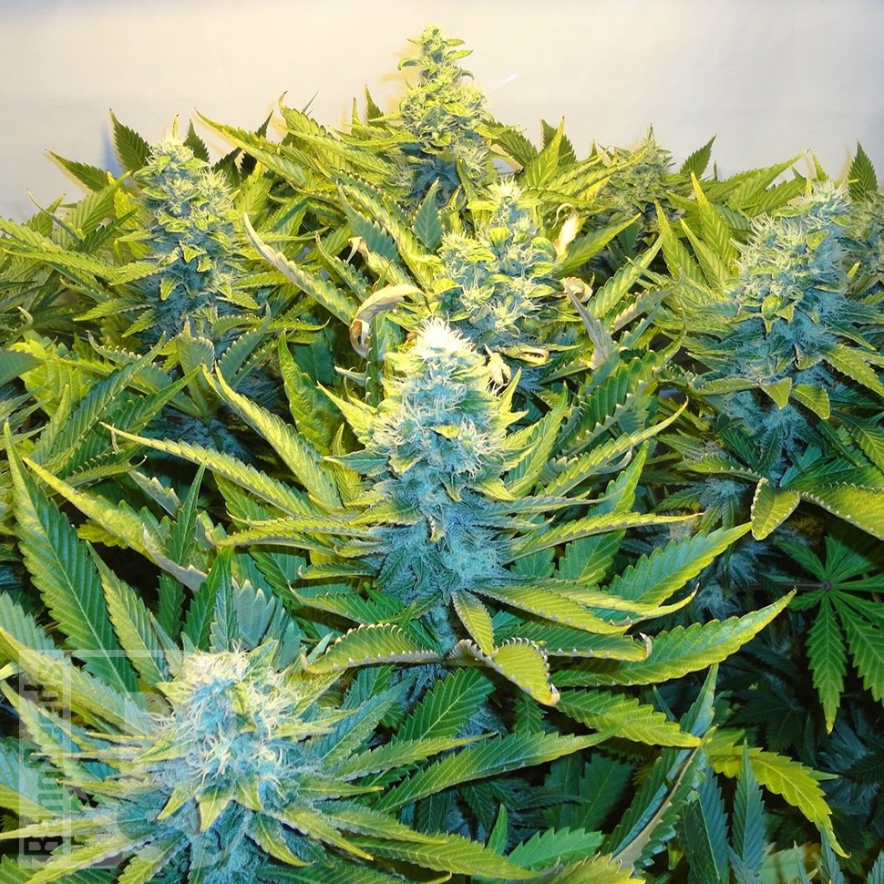 Blue Mango feminised Ganja Seeds Blue Mango feminised Ganja Seeds
