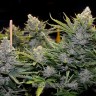 Blue Mango feminised Ganja Seeds Blue Mango feminised Ganja Seeds