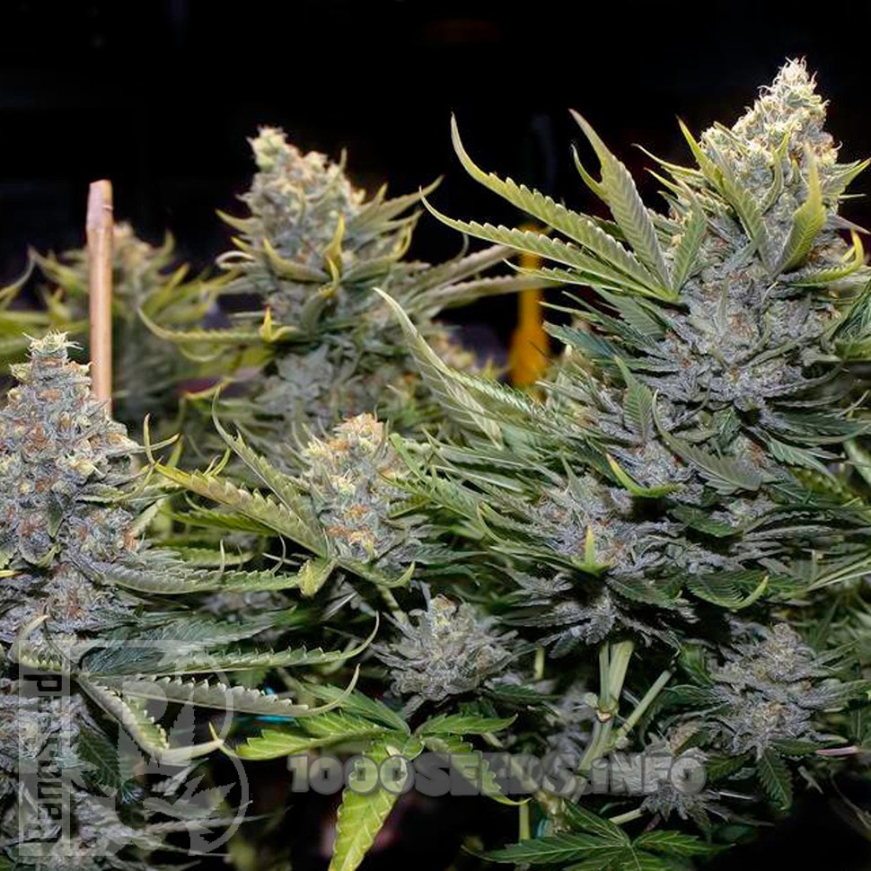 Blue Mango feminised Ganja Seeds Blue Mango feminised Ganja Seeds