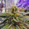 Семена каннабиса Sticky Blue feminised Ganja Seeds Семена каннабиса Sticky Blue feminised Ganja Seeds