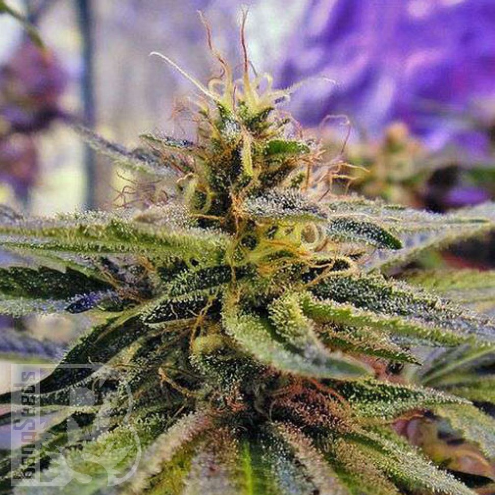 Семена каннабиса Sticky Blue feminised Ganja Seeds