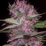 Семена каннабиса Sticky Blue feminised Ganja Seeds Семена каннабиса Sticky Blue feminised Ganja Seeds
